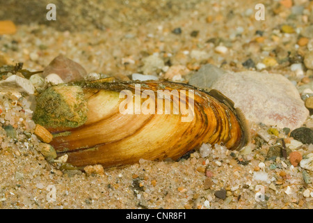 painter's mussel (Unio pictorum, Pollicepes pictorum), partly burrowed in river bed, Germany, Bavaria, Chiemsee Stock Photo