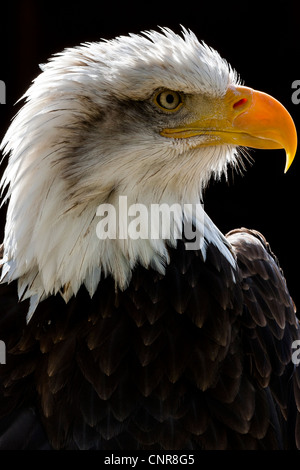 Captive Bald eagle head looking right into frame US Haliaeetus leucocephalus Stock Photo