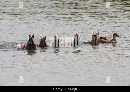 mallard (Anas platyrhynchos), several diving simulatneous, Germany, Federsee Stock Photo