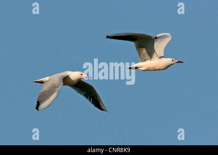 slender-billed gull (Larus genei), two individuals flying, Europe Stock Photo
