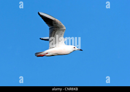 slender-billed gull (Larus genei), flying, Europe Stock Photo