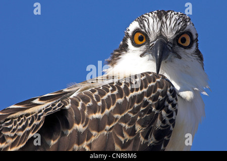 osprey, fish hawk (Pandion haliaetus), portrait, USA, Florida Stock Photo