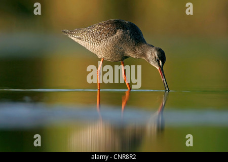 spotted redshank (Tringa erythropus), on the feed, Europe Stock Photo