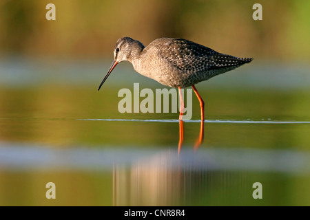 spotted redshank (Tringa erythropus), on the feed, Europe Stock Photo