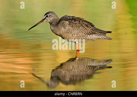 spotted redshank (Tringa erythropus), with mirror image, Europe Stock Photo