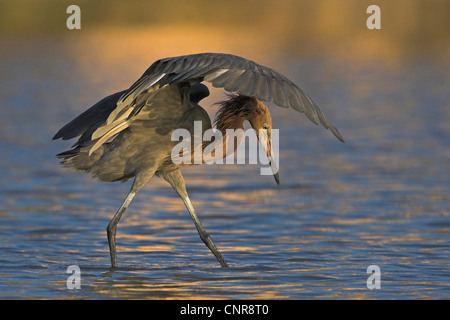 reddish egret (Egretta rufescens), capturing prey, USA, Florida, Everglades National Park Stock Photo