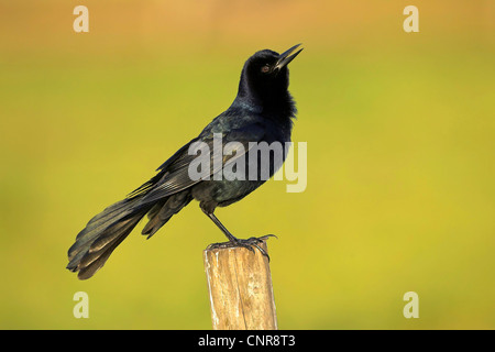 boat-tailed grackle (Quiscalus major), on post, USA, Florida Stock Photo