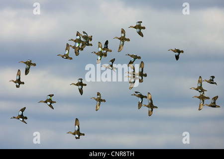 blue-winged teal (Anas discors), flying flock, USA, Florida, Everglades National Park Stock Photo