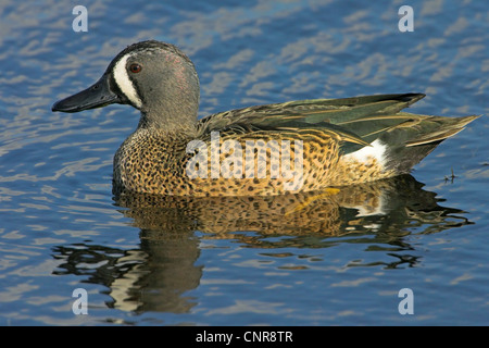 blue-winged teal (Anas discors), with mirror image, USA, Florida, Everglades National Park Stock Photo