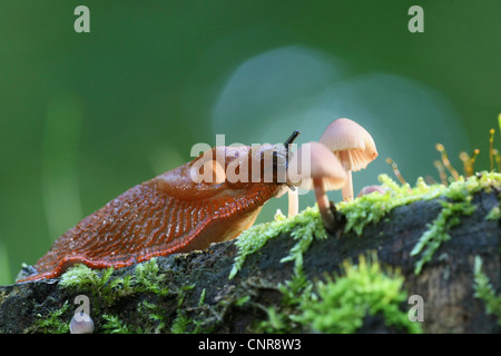 large red slug, greater red slug, chocolate arion (Arion rufus), snail eating fungus, Germany, North Rhine-Westphalia Stock Photo