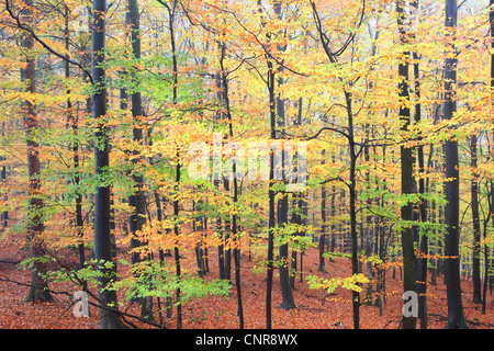 common beech (Fagus sylvatica), young beech forest in autumn, Germany, North Rhine-Westphalia Stock Photo