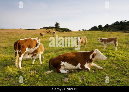 domestic cattle (Bos primigenius f. taurus), cows on pasture, Germany, Mecklenburg-Western Pomerania, Hiddensee