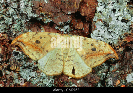 pebble hook-tip (Drepana falcataria), sitting at a tree trunk, Germany Stock Photo