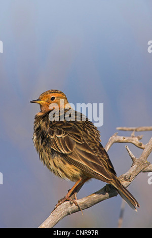 red-throated pitpit (Anthus cervinus), on twig, Europe Stock Photo