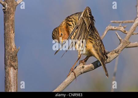 red-throated pitpit (Anthus cervinus), plumage care, Europe Stock Photo