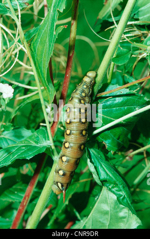 Bedstraw hawkmoth (Hyles gallii, Celerio galii), caterpillar at stem, Germany Stock Photo