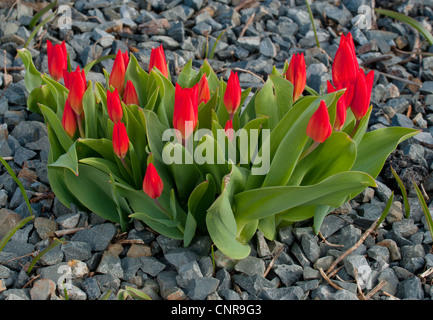 Tulipa praestans 'Fusilier', Tulip Stock Photo