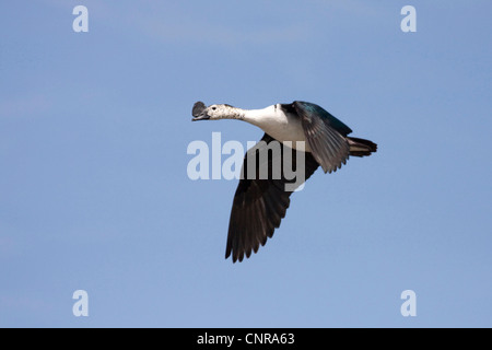 Comb duck, Knob-billed duck (Sarkidiornis melanotos, Sarkidiornis melanotus), flying, Namibia, Mudumo National Park Stock Photo