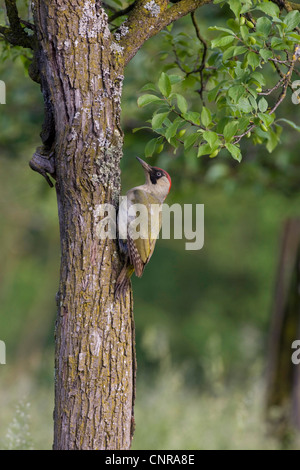 green woodpecker (Picus viridis), female at breeding cave, Austria Stock Photo