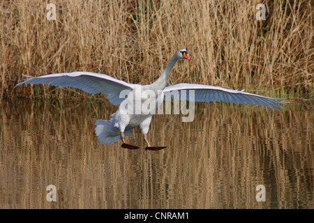 mute swan (Cygnus olor), landing on a lake, Germany Stock Photo