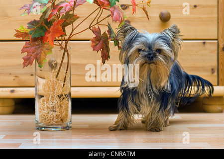Yorkshire Terrier (Canis lupus f. familiaris), male Yorkshire Terrier standing in the living room next to floor vase Stock Photo
