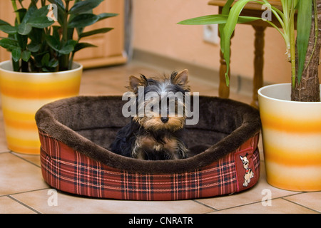 Yorkshire Terrier (Canis lupus f. familiaris), 14-week old puppy sitting in the living room in its dog basket Stock Photo