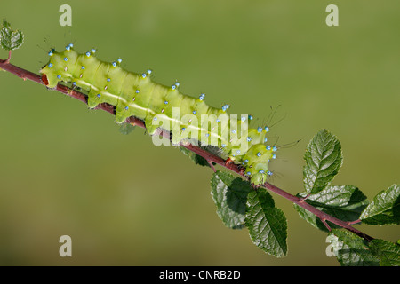 giant peacock moth (Saturnia pyri), caterpillar on twig, Germany, Rhineland-Palatinate Stock Photo