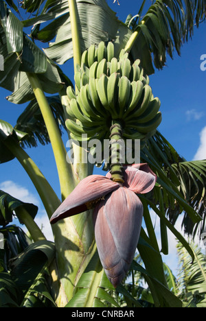 common banana (Musa x paradisiaca), inflorescence and young fruits, Kuba, Karibik, Pisang Stock Photo
