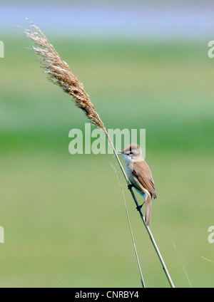 paddyfield warbler (Acrocephalus agricola), sitting at reed, Romania, Dobrudscha Stock Photo