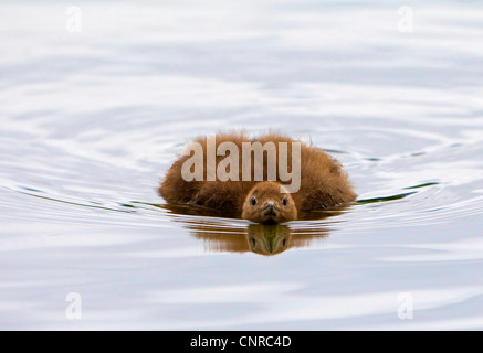 red-throated diver (Gavia stellata), chick swimming, Norway, Troms, Troms� Stock Photo