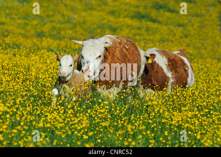 domestic cattle (Bos primigenius f. taurus), Hinterwaelder Cattle. Cows with a calf on a pasture in spring, Germany, Baden-Wuerttemberg Stock Photo