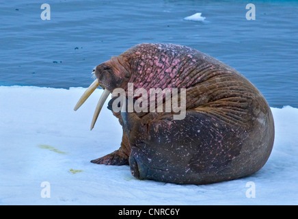 walrus (Odobenus rosmarus), scratching, Norway, Svalbard