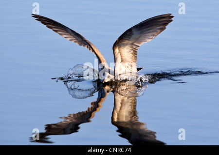 mew gull (Larus canus), young bird landing on water surface, Norway, Troms, Troms� Stock Photo