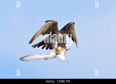 peregrine falcon (Falco peregrinus), hunting young tern, Norway, Troms, Troms Stock Photo