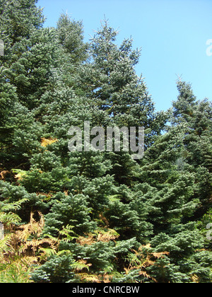 white fir, colorado fir (Abies concolor), group Stock Photo