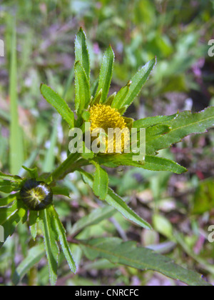 greater bur-marigold (Bidens radiata), blooming, Germany, Saxony-Anhalt Stock Photo
