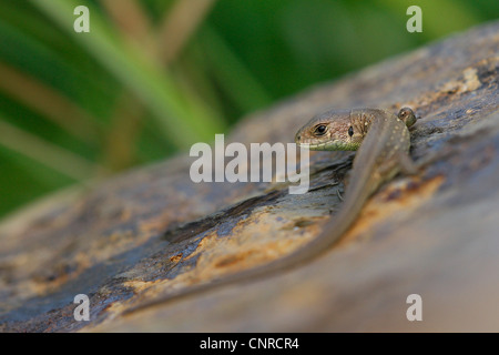 sand lizard (Lacerta agilis), young individual sunbathing, Germany, Rhineland-Palatinate Stock Photo