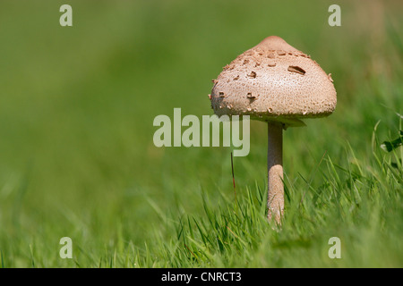 parasol (Macrolepiota procera, Lepiotia procera), fruiting body in a meadow, Germany, Rhineland-Palatinate Stock Photo