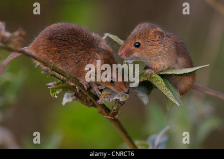 Old World harvest mouse (Micromys minutus), two individuals on a twig, Germany, Rhineland-Palatinate Stock Photo