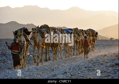 dromedary, one-humped camel (Camelus dromedarius), salt caravan, Ethiopia, Danakil Desert Stock Photo