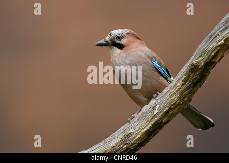 jay (Garrulus glandarius), sits on old branch, Germany, Rhineland-Palatinate Stock Photo