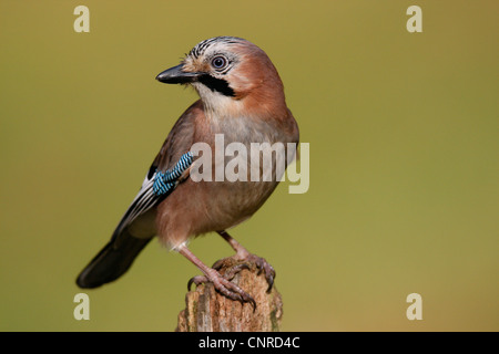 jay (Garrulus glandarius), sits on old pile, Germany, Rhineland-Palatinate Stock Photo