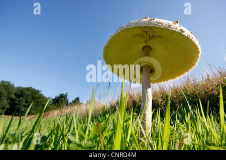 parasol (Macrolepiota procera, Lepiotia procera), fruiting body in a meadow from below, Germany, Rhineland-Palatinate Stock Photo