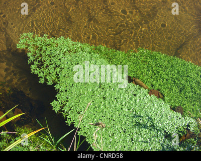 various-leaved water-starwort (Callitriche platycarpa), floating in a brook of Lueneburger Heide, Germany, Saxony-Anhalt Stock Photo