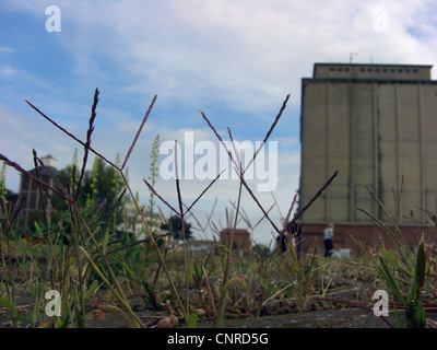 hairy finger-grass, large crabgrass (Digitaria sanguinalis), blooming in the harbour area, Germany, Saxony-Anhalt, Magdeburg Stock Photo