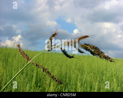 barnyard grass, cockspur grass (Echinochloa crus-galli, Echinochloa crusgalli), inflorescence, Germany, North Rhine-Westphalia Stock Photo