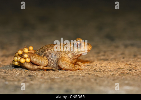 midwife toad (Alytes obstetricans), male with string of spawn, Germany, Rhineland-Palatinate Stock Photo