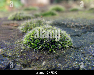 Silver Sidewalk Cushion Moss, (Grimmia pulvinata), growing on a wall, Germany, North Rhine-Westphalia Stock Photo