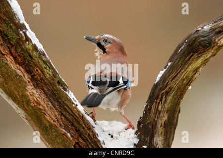 jay (Garrulus glandarius), sits on a crotch with snow, Germany, Rhineland-Palatinate Stock Photo