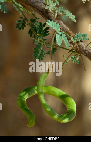 Acacia (Acacia spec.), Seed pod, Algeria, Sahara, Djanet Stock Photo